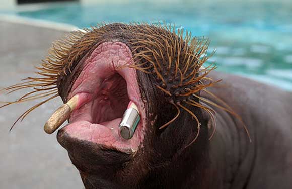 Metal Additive Manufacturing used to produce crown for walrus tusk