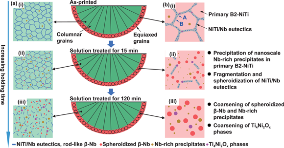 Schematic illustration of the microstructure evolution of (a) the fine eutectic region and (b) the coarse eutectic region for the LPBF-fabricated (NiTi)91Nb9 alloy before and after solution treatment (Courtesy International Journal of Extreme Manufacturing)