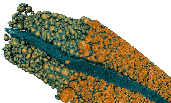 Scan of a 0.3 x 1 x 0.15 mm part of a Li-Ion cell cathode (Courtesy Waygate Technologies)