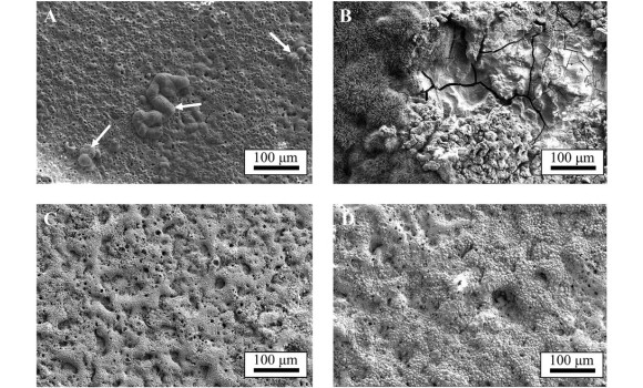 SEM images of the degraded PEO treated surfaces in the PDP tests. A) corresponds to extruded WE43MEO, B) to PBF-LB WE43MEO, C) to extruded Zn1Mg, D) to PBF-LB Zn1Mg (Courtesy M Bohner, M Bermúdez, A Godec Matjaz, et al., ‘Influence of manufacturing route and surface modification on the corrosion behavior of WE43 Mg and Zn1Mg bioabsorbable metallic alloys’ (Surface and Coatings Technology 475 [2025]) 129205)