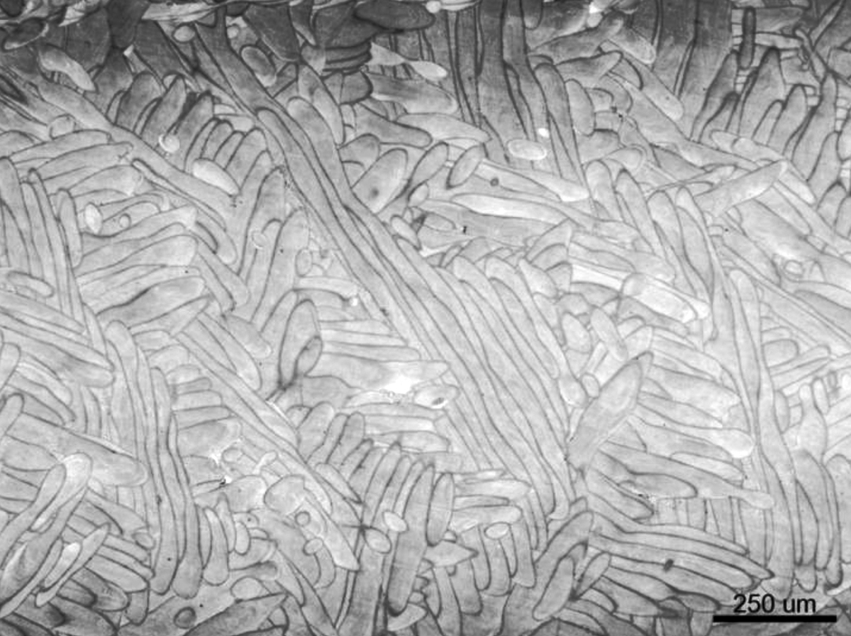 Fig. 1 As-manufactured microstructure, IN-939. Build direction is perpendicular (out of the plane) compared to the picture [1]