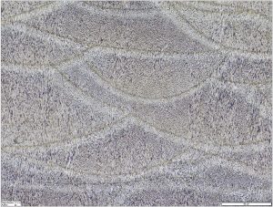 Fig. 12 Optical micrograph of as-built EOS F357 sample, showing melt pool lines crossing fine alternating aluminium-silicon cell structure. The growth direction of the lighter grey Al dendrites is revealed by elongated cells/grains in the vertical orientation. Scale bar is 20 μm. Etched with Groesbeck’s etch [4]